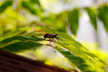 An adult Spotted Lanternfly (Lycorma delicatula) on a Tree of Heaven (Ailanthus altissima) in Montgomery County, Pennsylvania.

