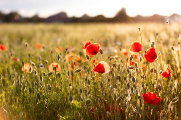 Poppy flowers in the field, Warsaw, Poland © hunter76