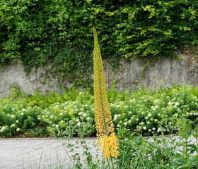 Eremurus stenophyllus - Erémure à feuilles étroites ou lis des steppes à floraison de fleurs jaune or étoilées le long d'une hampe florale majestueuse © Marc