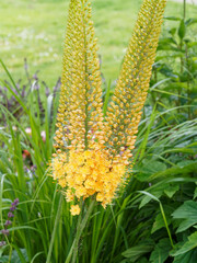 Eremurus stenophyllus - Erémure à feuilles étroites ou lis des steppes à floraison de fleurs jaune or étoilées le long d'une hampe florale majestueuse © Marc