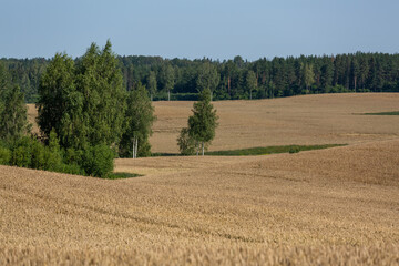 ripened cereal fields in summer