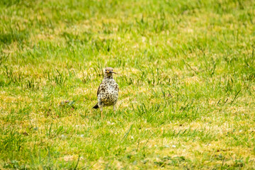 Kestrel catching worms on a lawn in County Donegal - Ireland.