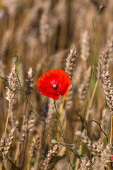 Fototapeta premium red poppies in a cereal field with green and yellow backgrounds