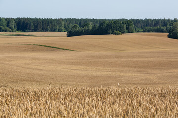 Fototapeta na wymiar ripened cereal fields in summer