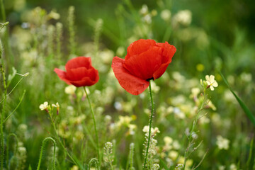 Poppy flowers closeup