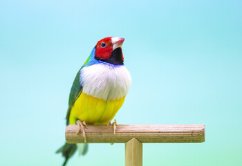 Gouldian Finch (Erythrura gouldiae).