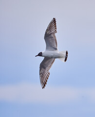 Black headed gull in flight