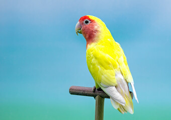 Lovebird (Agapornis roseicollis) yellow and red morph.