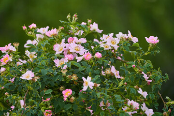 Briar bush closeup