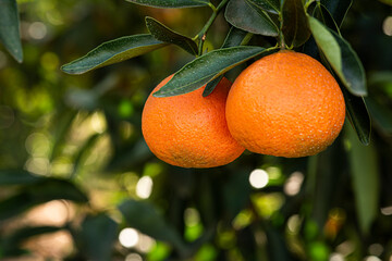 Tangerine plantation. Tangerine on the branch.