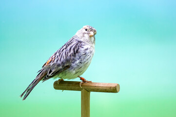 Canary (Serinus canaria).