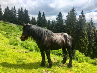 Leaota Mountains, Romania, horse in the field