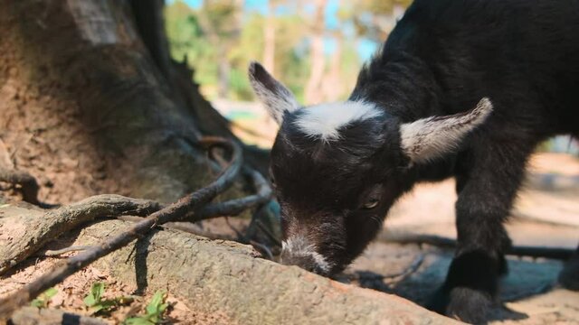 Black goatling trying to find some food