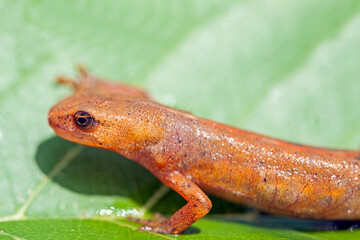 Palmate newt (Lissotriton helveticus).
