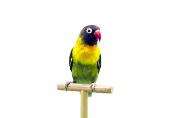 Fototapeta na wymiar Masked lovebird (Agapornis personata).