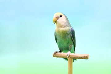 Lovebird (Agapornis roseicollis) blue morph.