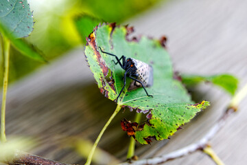 An adult Spotted Lanternfly (Lycorma delicatula) on a Tree of Heaven (Ailanthus altissima) in Montgomery County, Pennsylvania.


