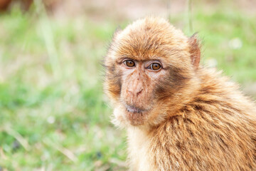 Barbary macaque (Macaca sylvanus).