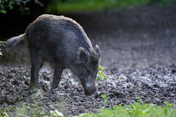 Naklejka na ściany i meble Large dominant boar in the forest