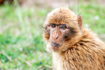 Fototapeta premium Barbary macaque (Macaca sylvanus).