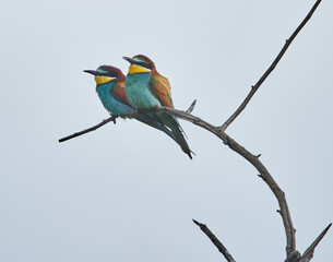 Bee eater (Merops apiaster)