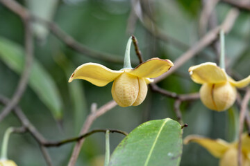 macro yellow flower
