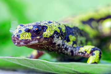 Close view of marbled newt "Triturus marmoratus".