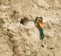 European bee eater at the nest