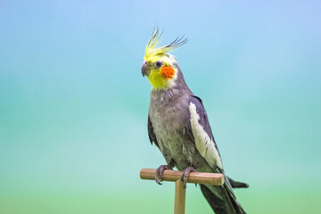 Cockatiel  (Nymphicus hollandicus).