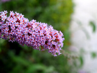 Flor de lila en primer plano con el fondo desenfocado.