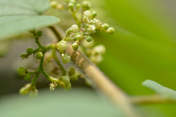 macro young flower