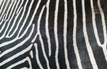 Fototapeta na wymiar Zebra skin texture.