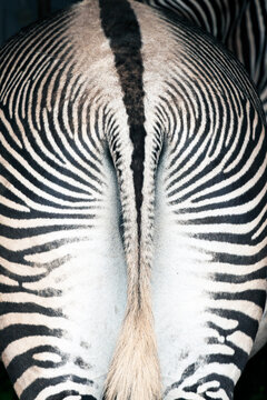 Rear of zebra  (Equus grevyi).