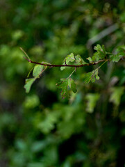 Spiky spike on the branch of
crataegus monogyna with forest in background