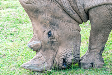 Obraz premium White rhinoceros (Ceratotherium simum) grazing.