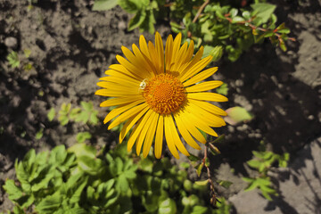 Yellow chamomile flower with spider in the middle