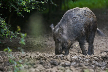 Naklejka na ściany i meble Large dominant boar in the forest