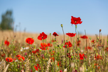 Obraz premium red poppies in a cereal field with green and yellow backgrounds