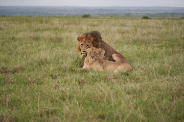 Lion and Lioness Kenya Safari Savanna Mating