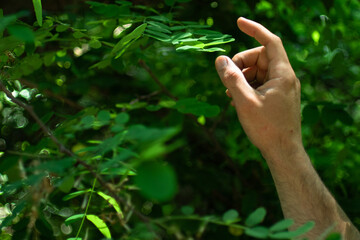 Hand almost stroking a leaf of an evergreen tree in green forest