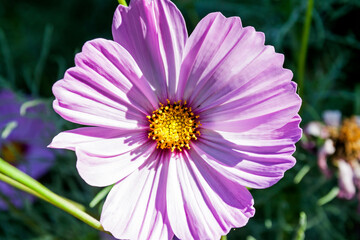 Obraz premium Pink cosmea rose.