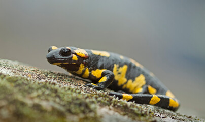  Fire salamander (Salamandra salamandra)