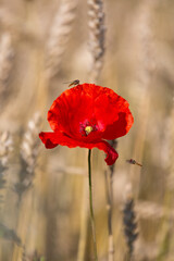 red poppies in a cereal field with green and yellow backgrounds