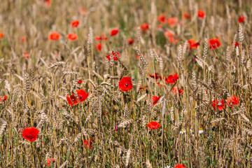 Fototapeta premium red poppies in a cereal field with green and yellow backgrounds