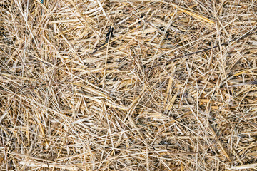 Dry straw for background. © David