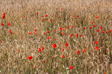 red poppies in a cereal field with green and yellow backgrounds