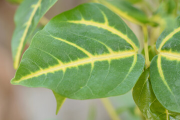 macro green leaf background and texture