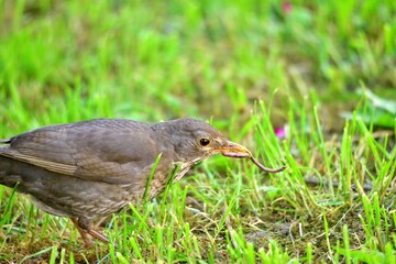 image of a common blackbird on a grass eating earthworm