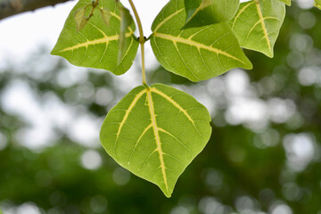 macro green leaf in garden