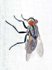 Flesh Fly, Sarcophaga sp.